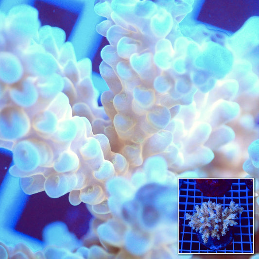 Acro Colony T3I4 macro with colony inset
