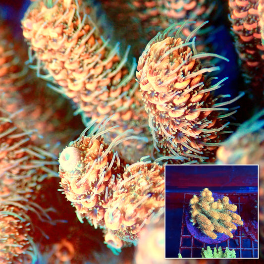Acro Colony A1