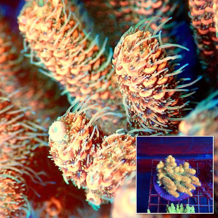 Acro Colony A1