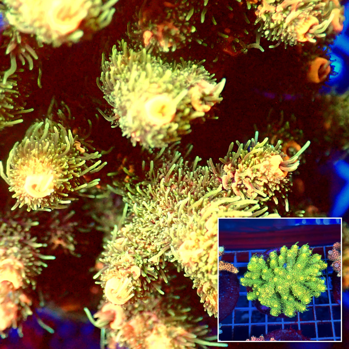 Acro Colony A10