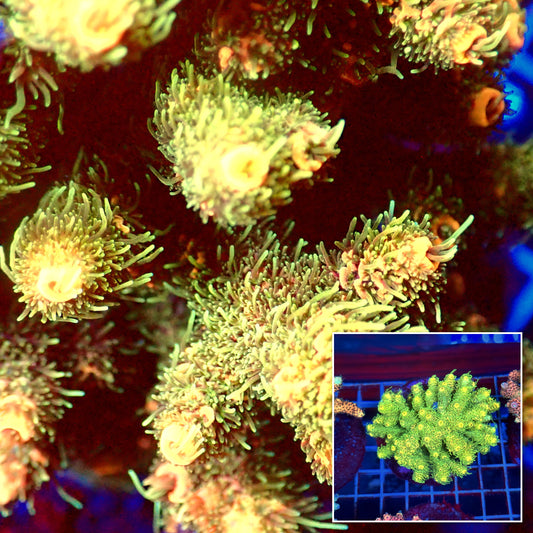 Acro Colony A10