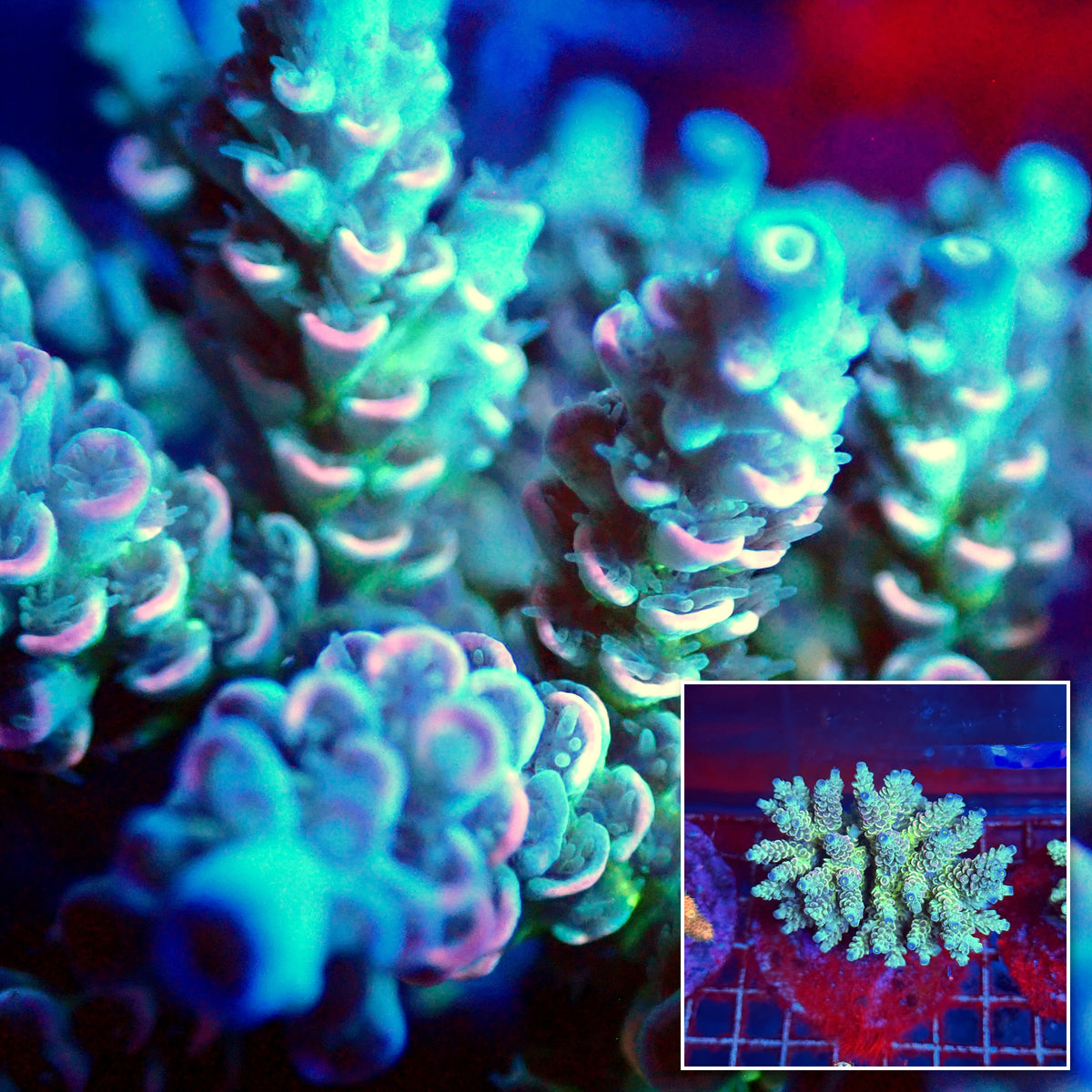 Acro Colony A2