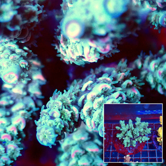 Acro Colony A3