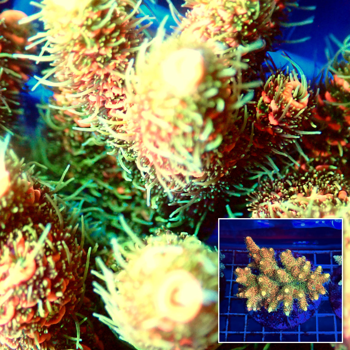 Acro Colony A4