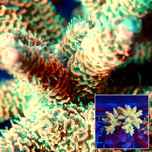 Acro Colony A5