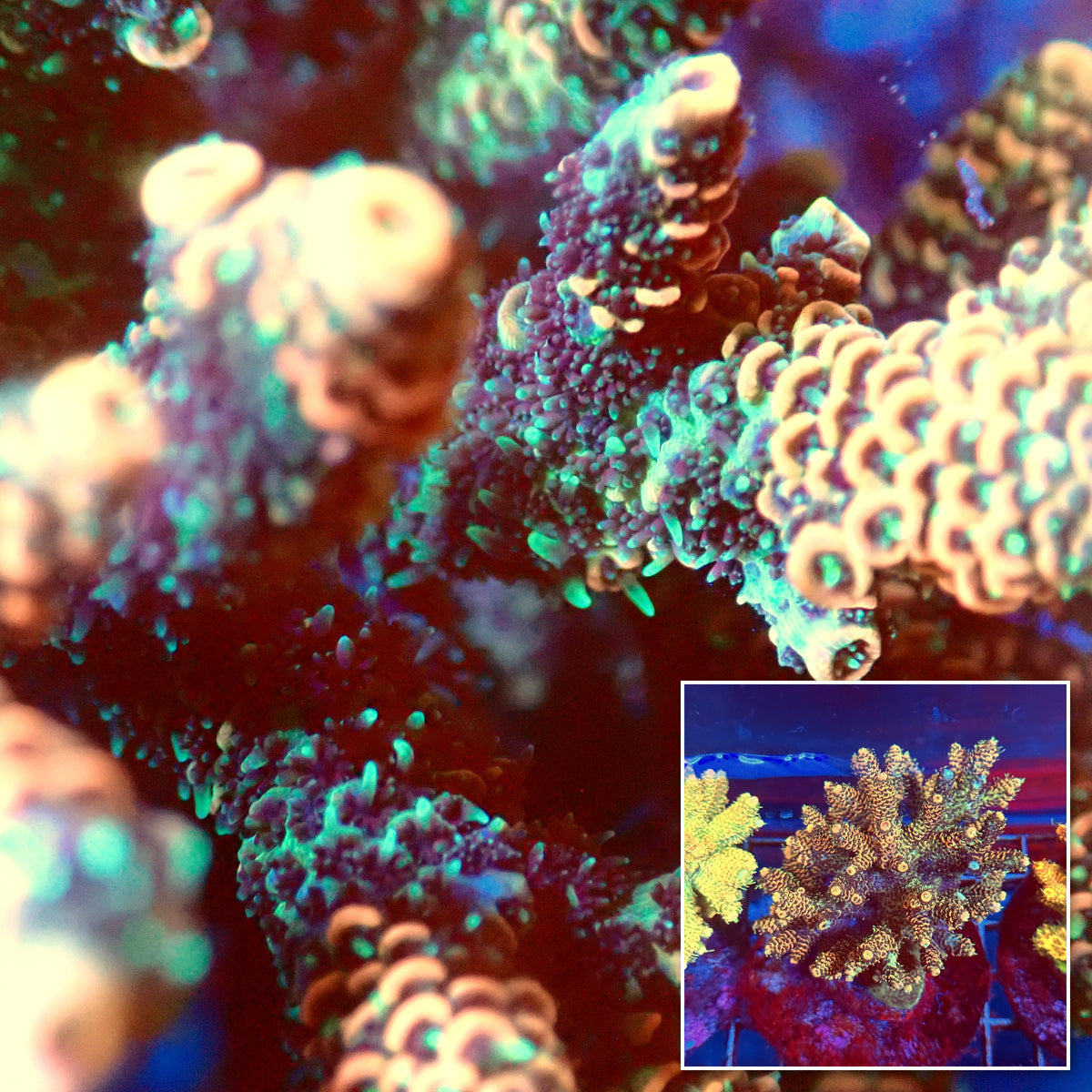 Acro Colony A6