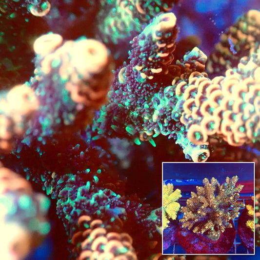Acro Colony A6