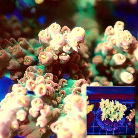 Acro Colony A8