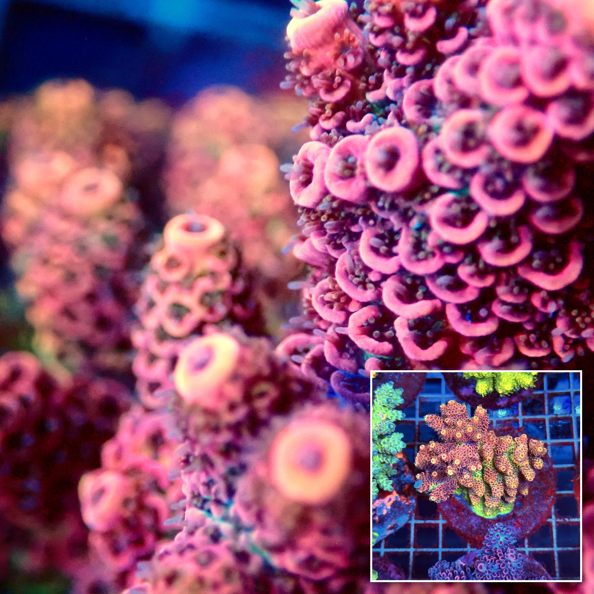 Acro Colony B10