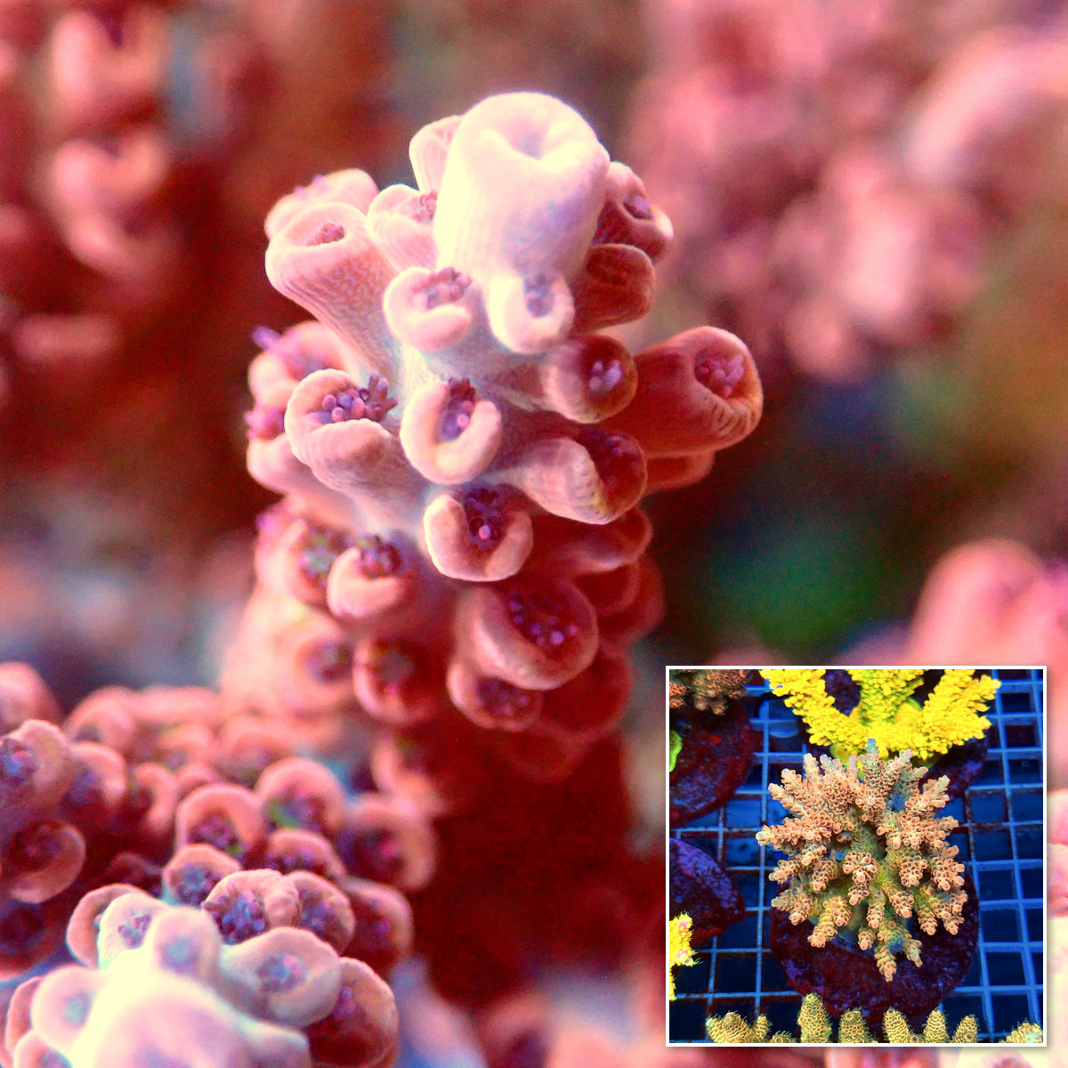 Acro Colony B12