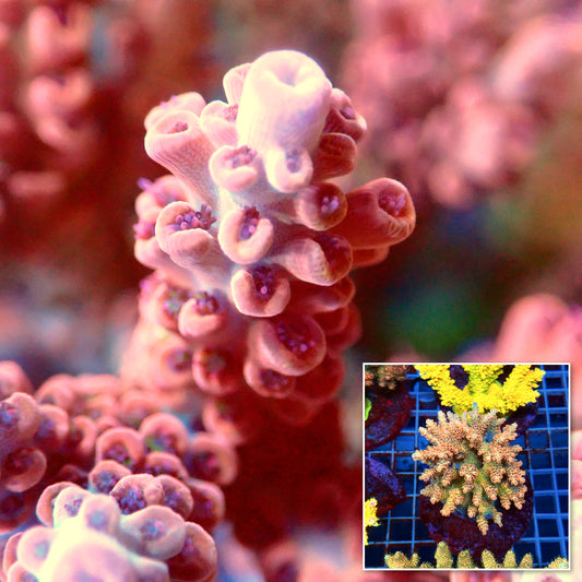 Acro Colony B12
