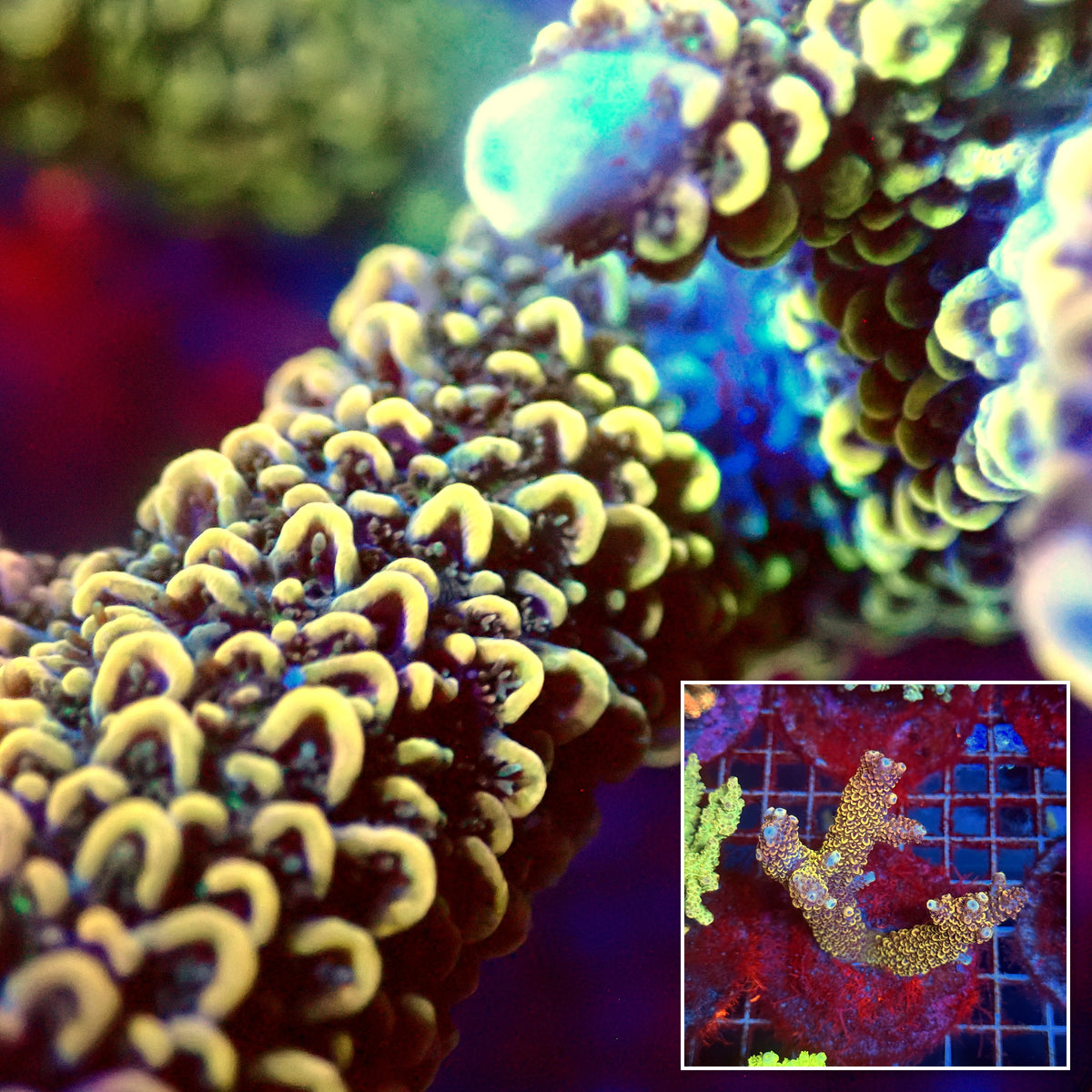 Acro Colony B2