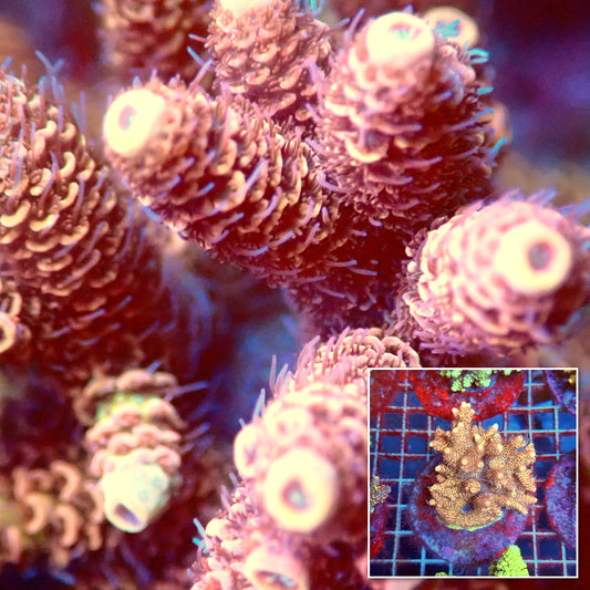 Acro Colony B3