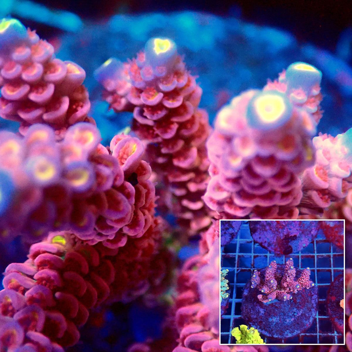 Acro Colony B5
