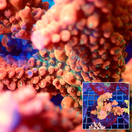 Acro Colony B6