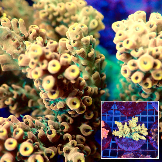 Acro Colony B7