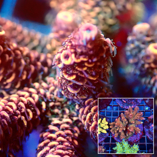 Acro Colony B8