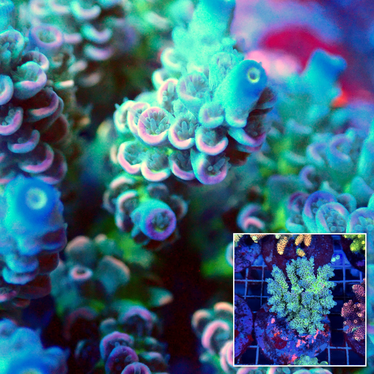 Acro Colony B9