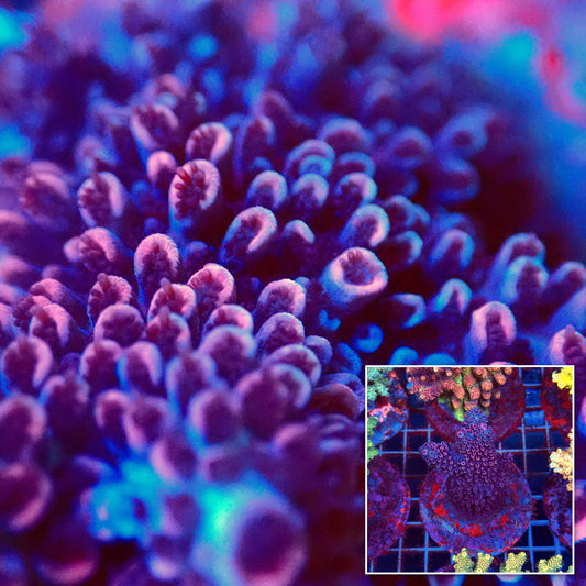 Acro Colony C10