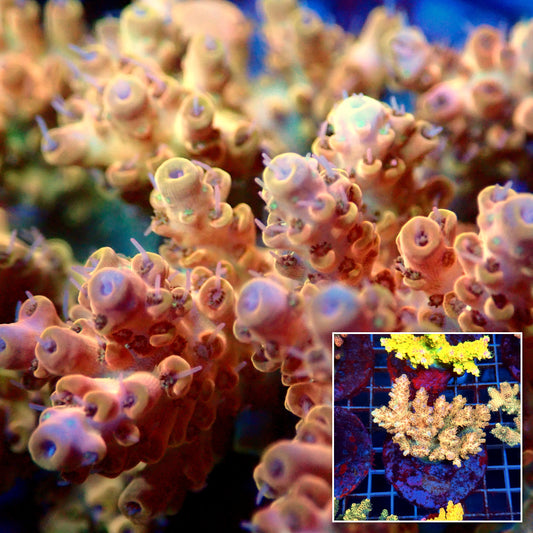 Acro Colony C11