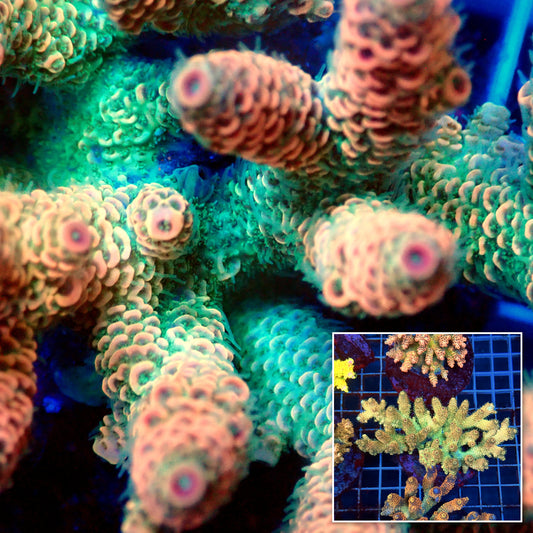 Acro Colony C12