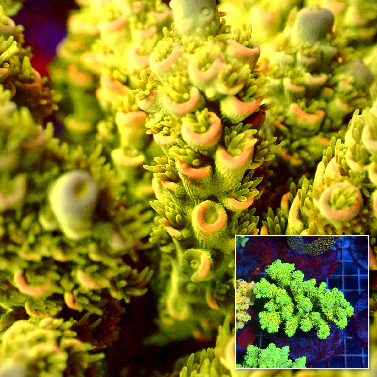 Acro Colony C2