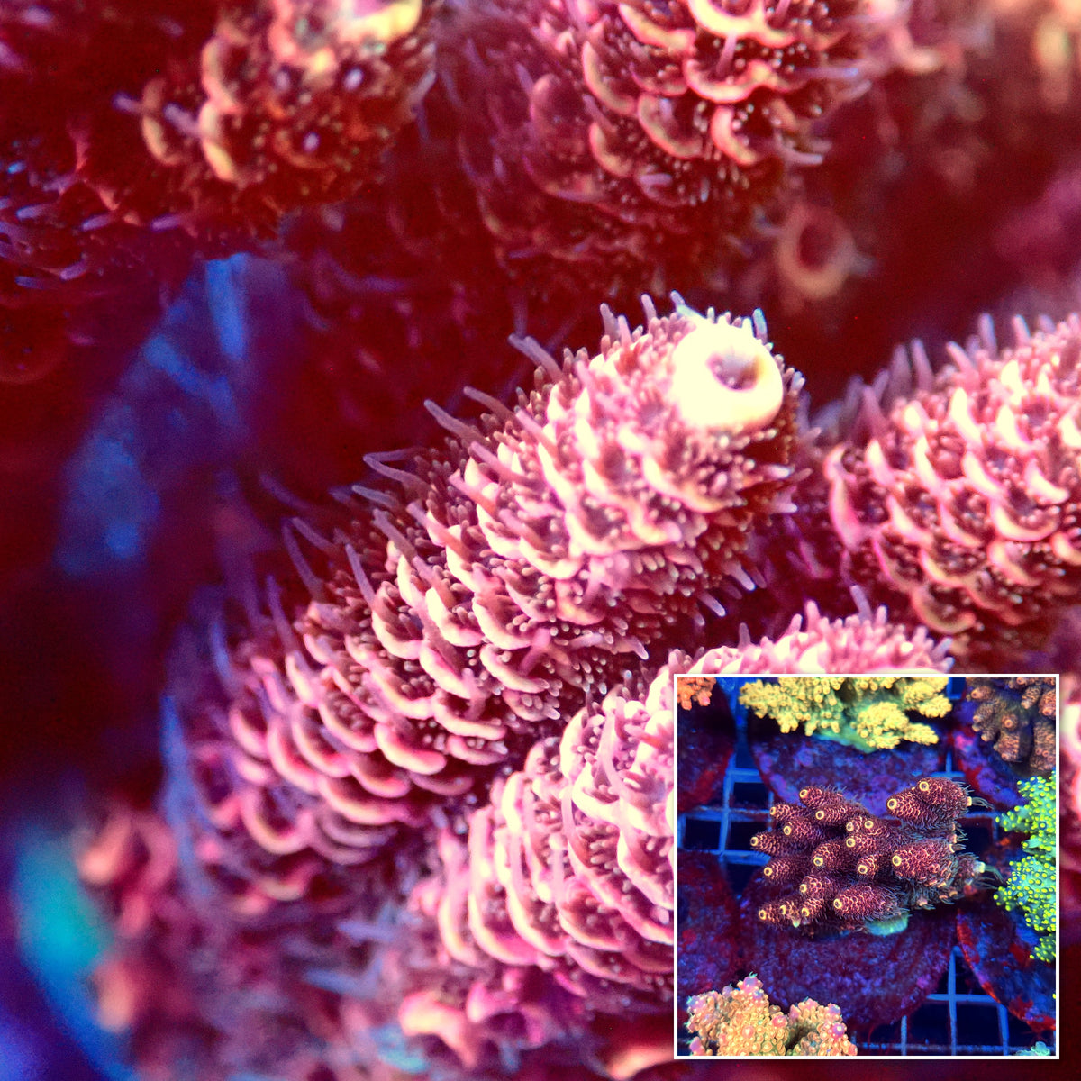 Acro Colony C7