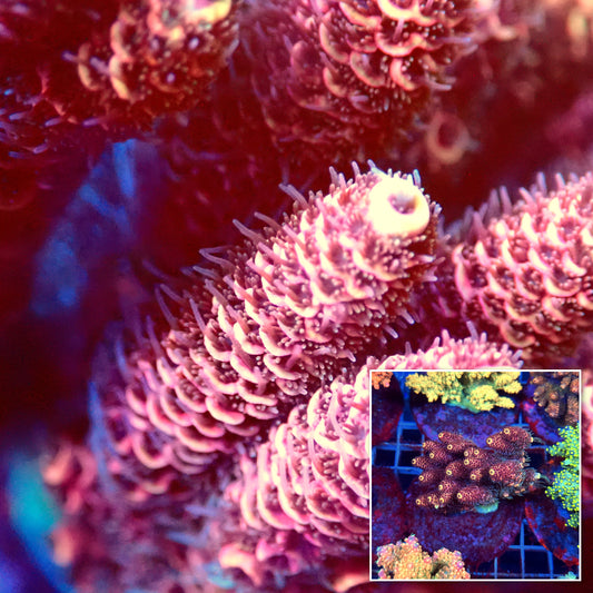Acro Colony C7