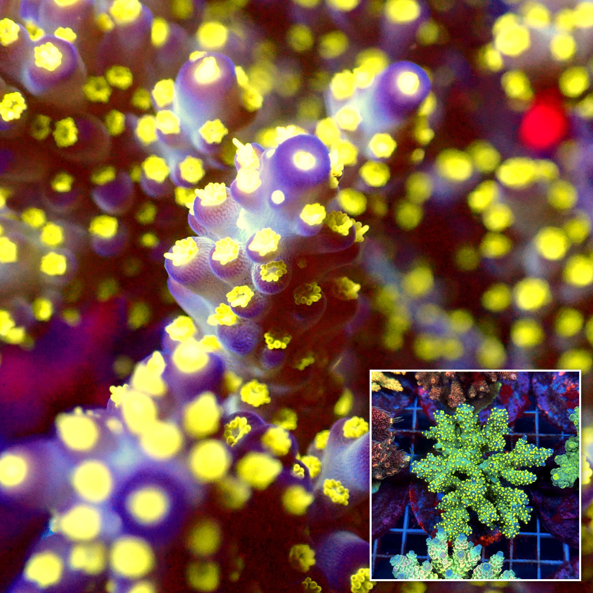 Acro Colony C8