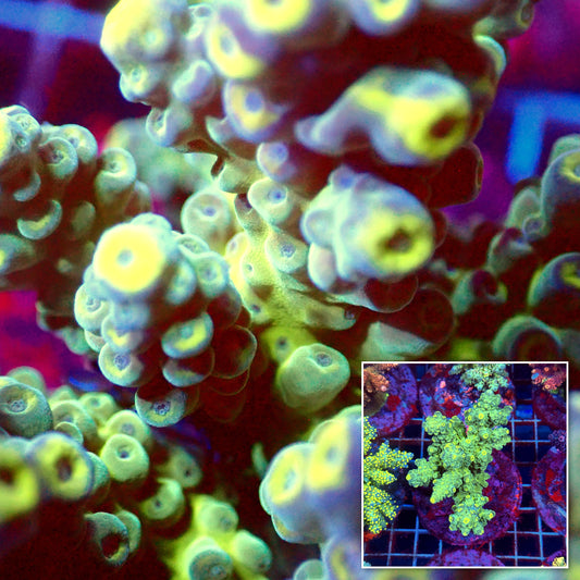Acro Colony C9