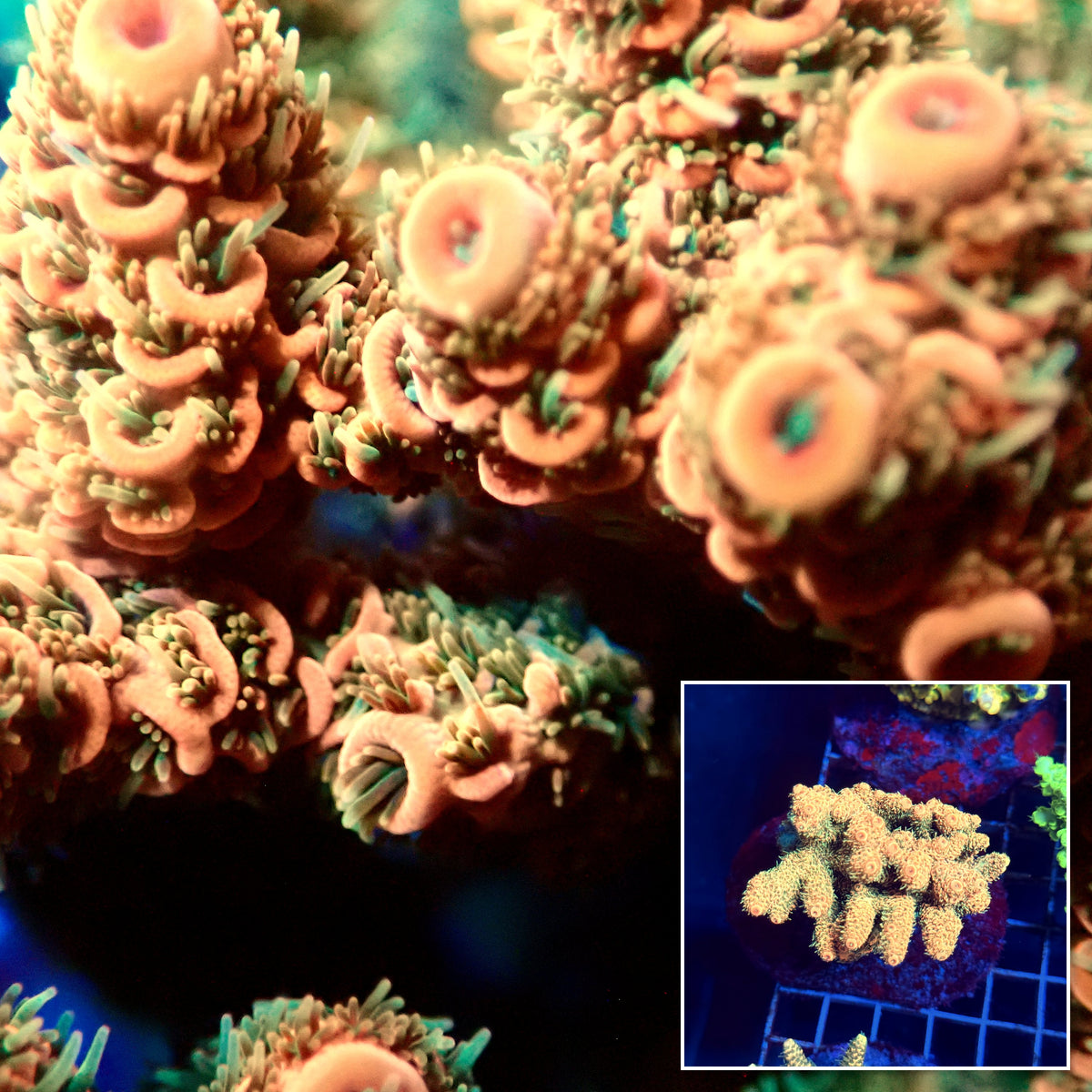 Acro Colony D1