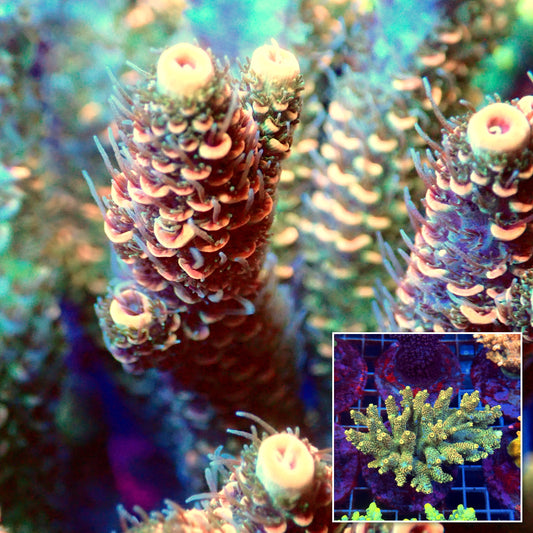 Acro Colony D10