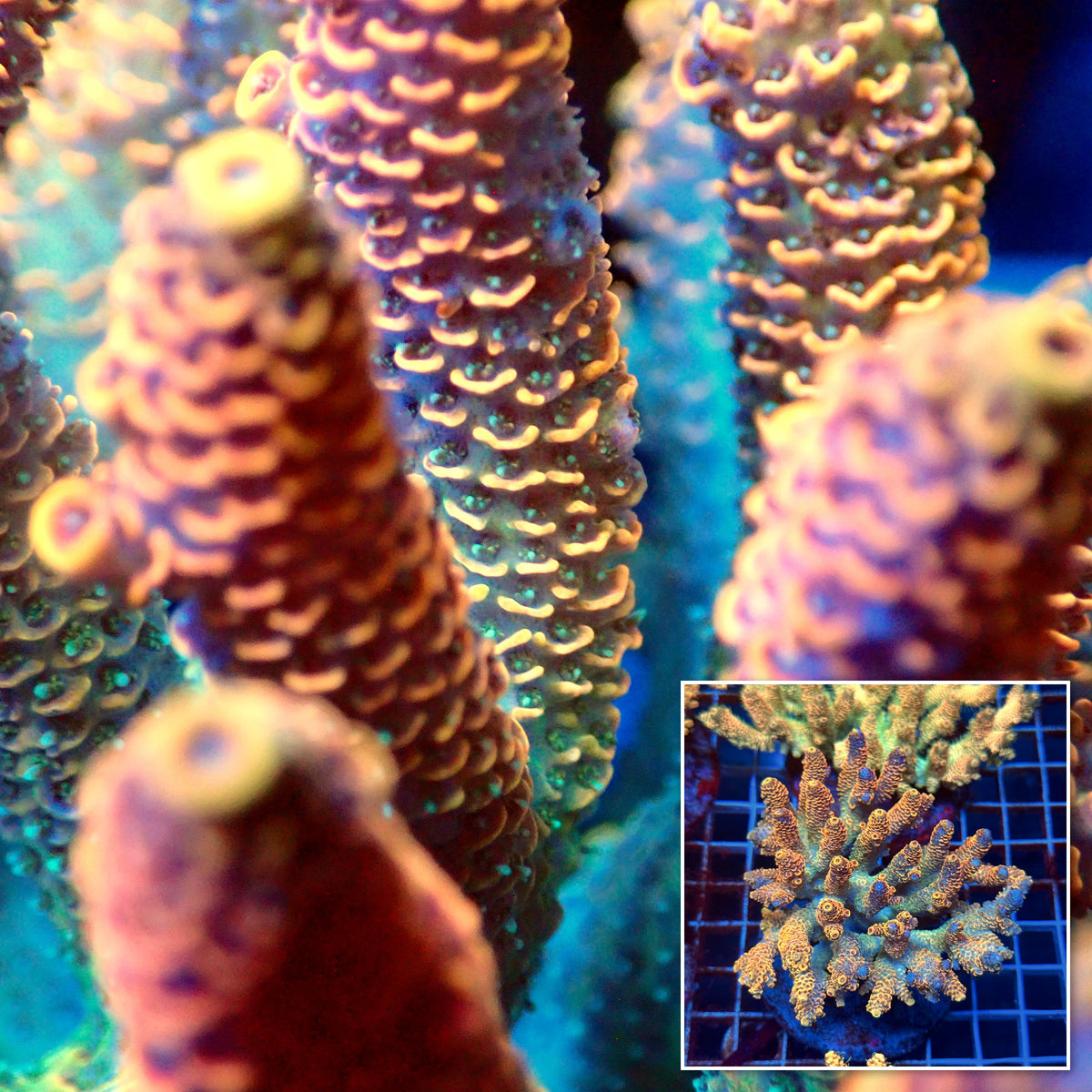 Acro Colony D12