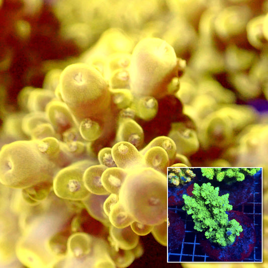 Acro Colony D2