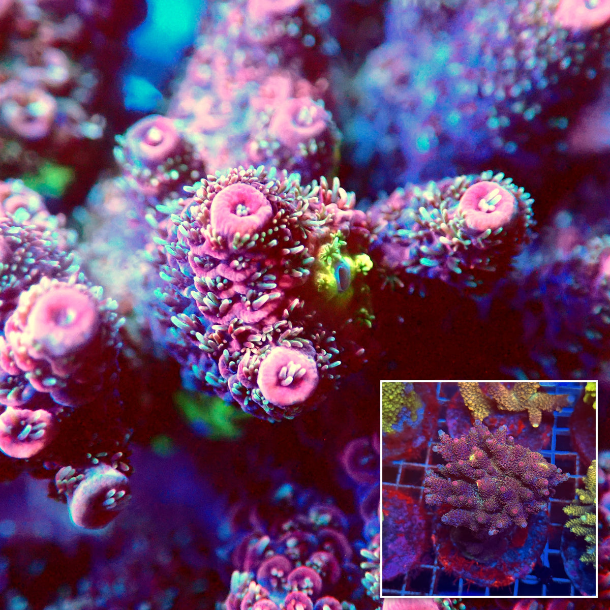 Acro Colony D4