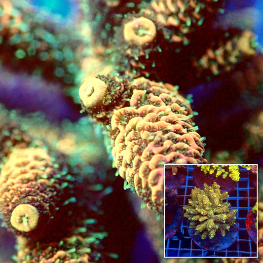 Acro Colony D5