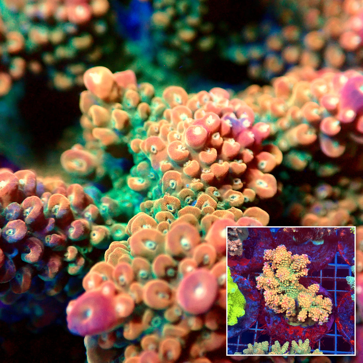 Acro Colony D7