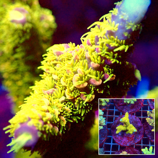 Acro Colony D9