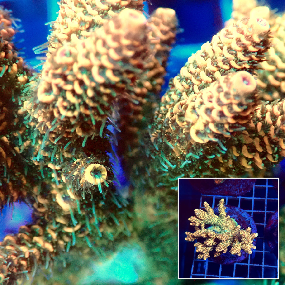 Acro Colony E1