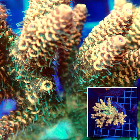 Acro Colony E1