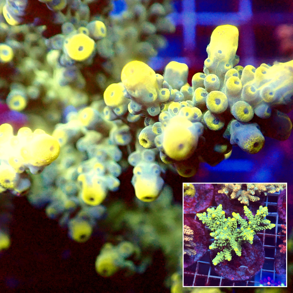 Acro Colony E10