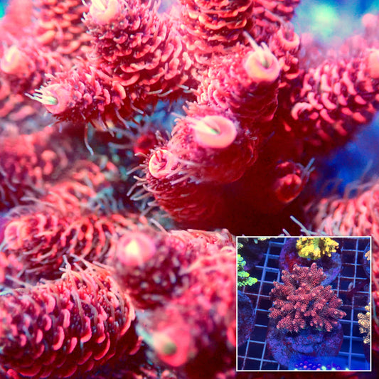 Acro Colony E11