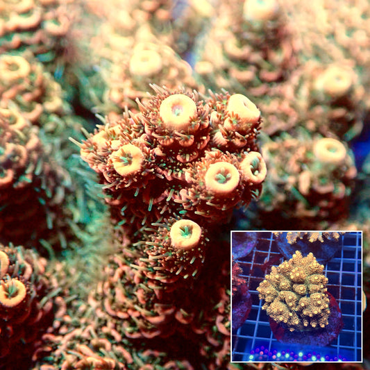 Acro Colony E12