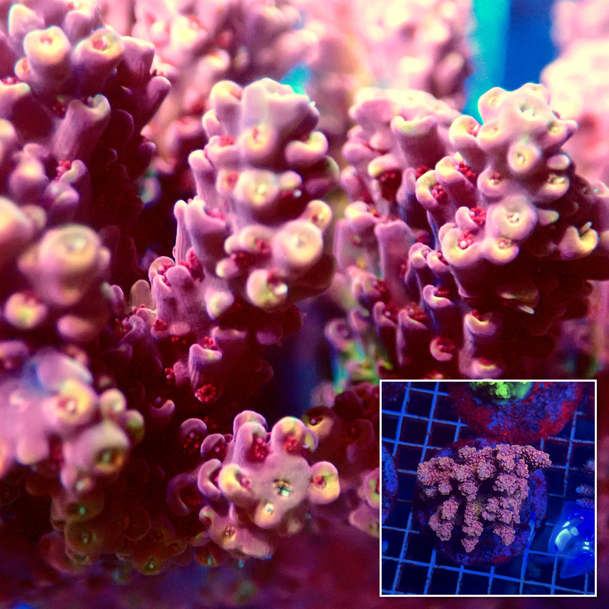 Acro Colony E2
