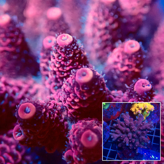 Acro Colony E3