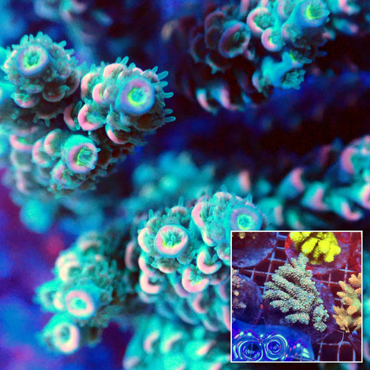 Acro Colony E6