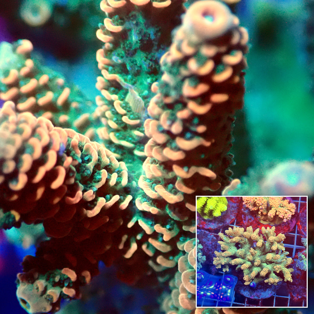 Acro Colony E7