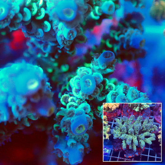 Acro Colony E8