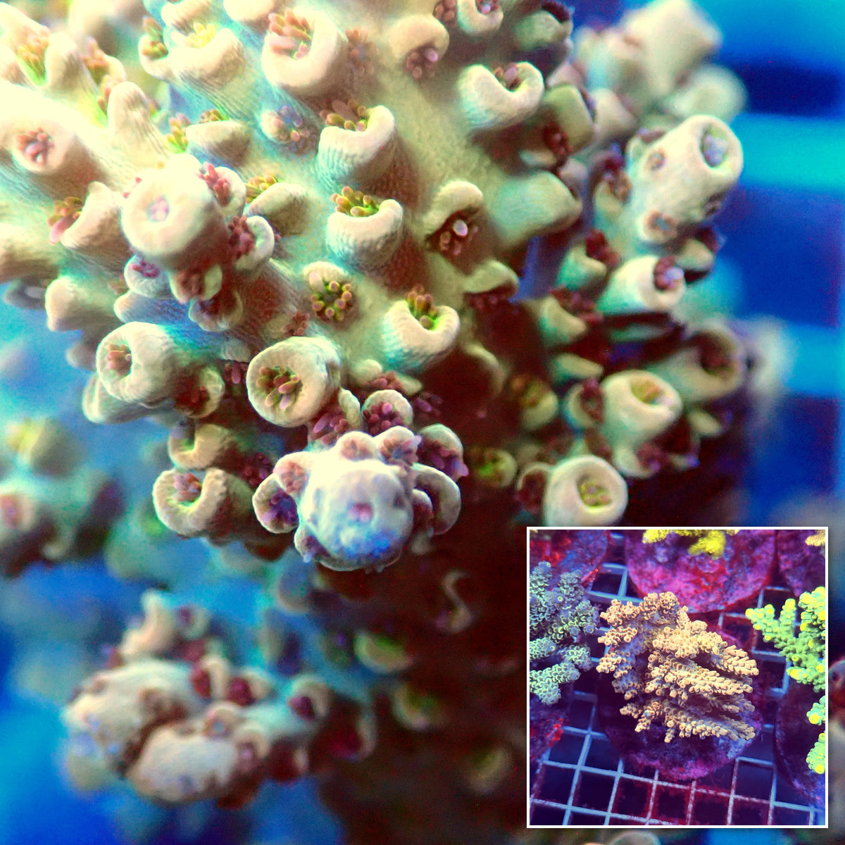 Acro Colony E9