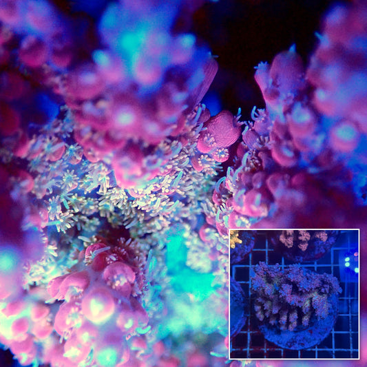 Acro Colony F2